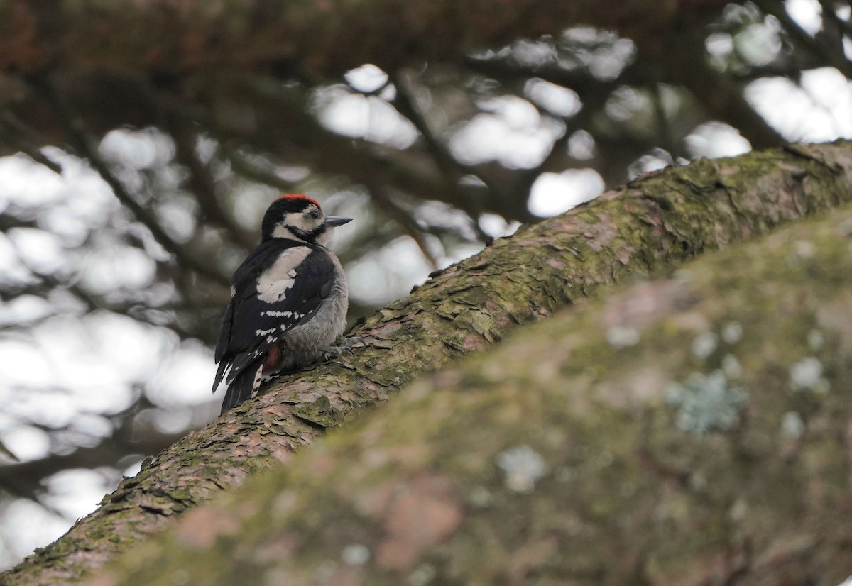 Great Spotted Woodpecker - ML620456643