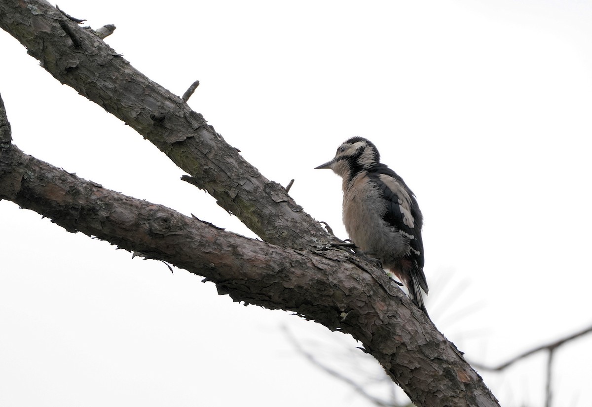 Great Spotted Woodpecker - ML620456644