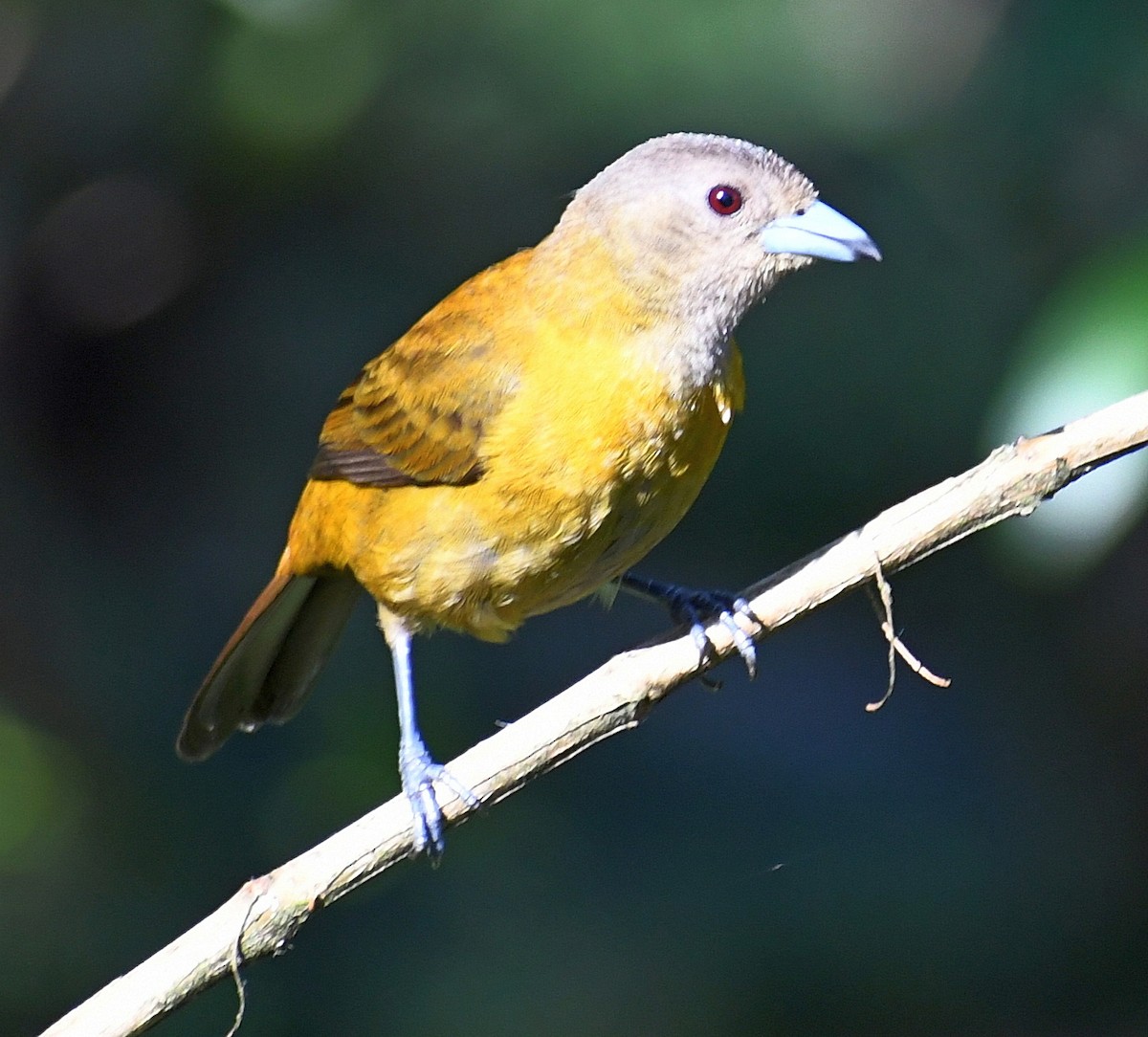 Scarlet-rumped Tanager - ML620456646