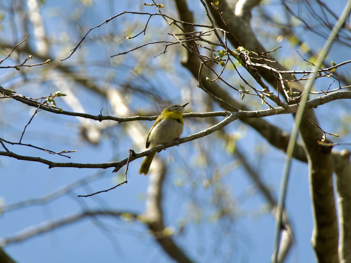 Apalis à gorge jaune - ML620456653