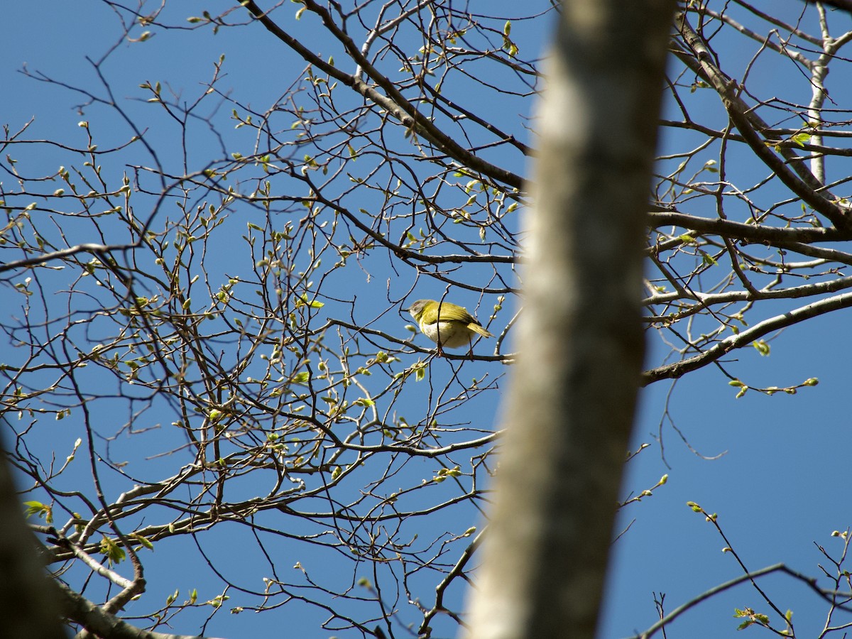 Apalis à gorge jaune - ML620456654