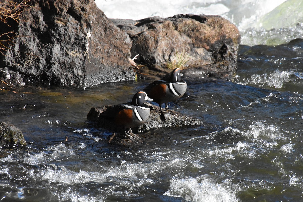 Harlequin Duck - ML620456655