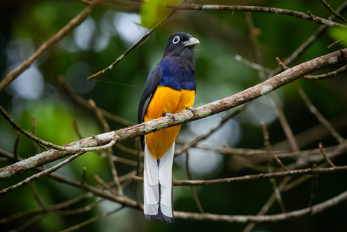 Ak Kuyruklu Trogon - ML620456659