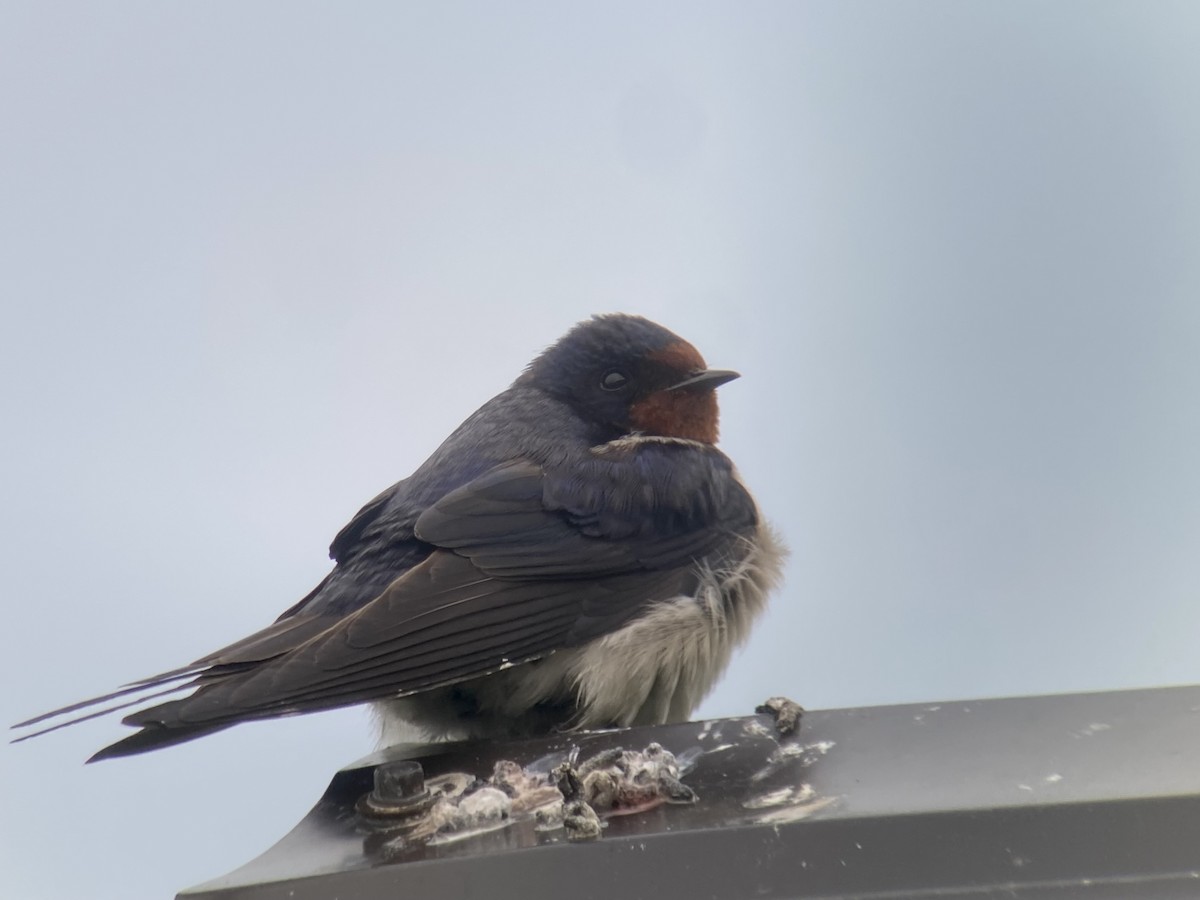 Barn Swallow (White-bellied) - ML620456663