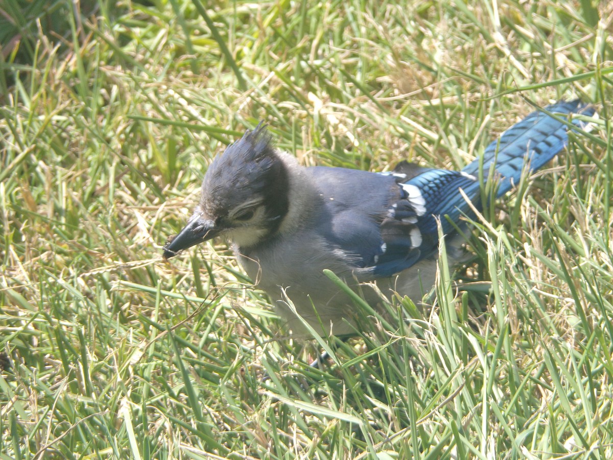 Blue Jay - ML620456664