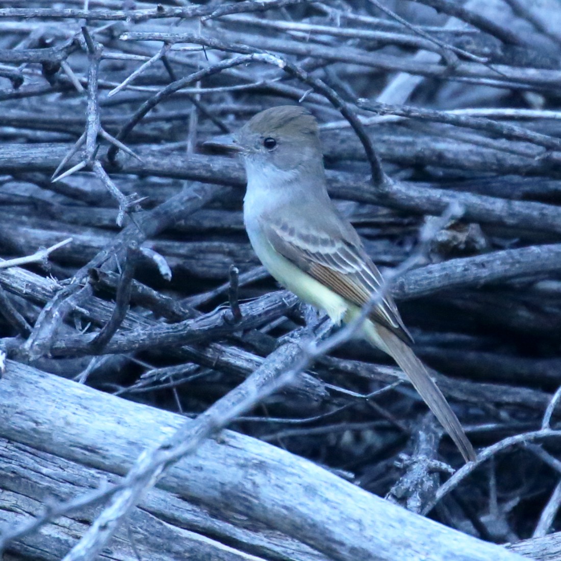 Nutting's Flycatcher - ML620456668