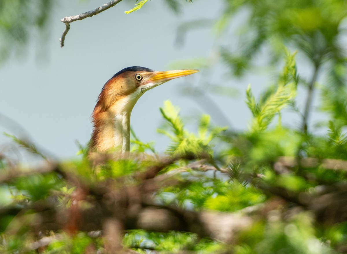 Least Bittern - ML620456678