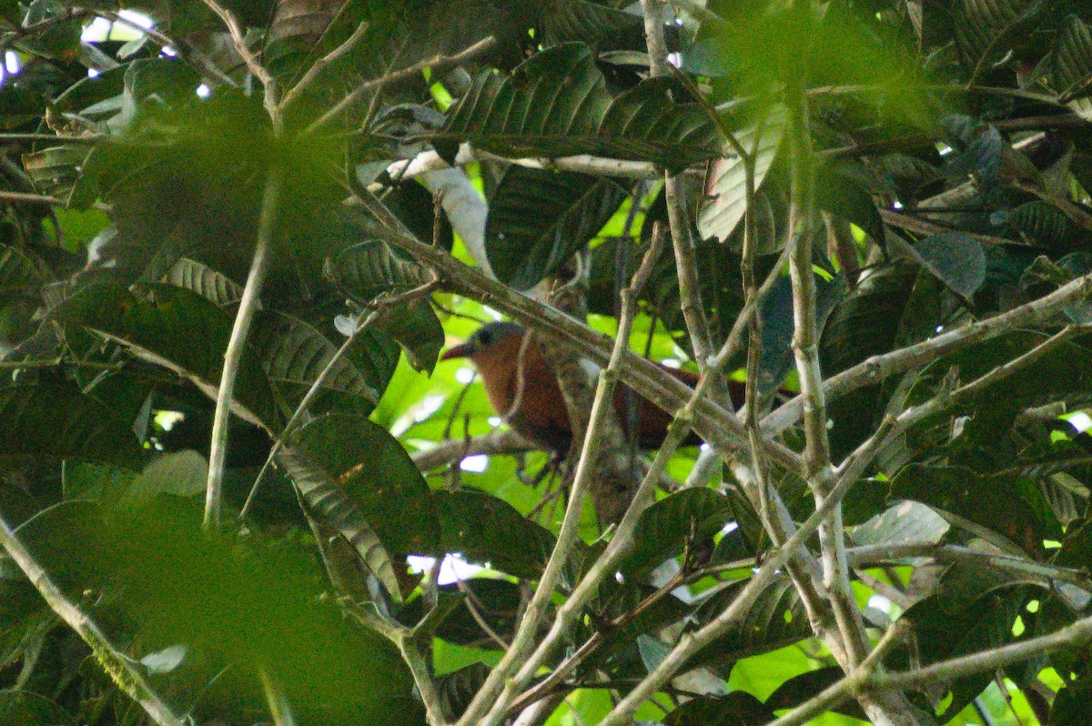 Black-bellied Cuckoo - ML620456681