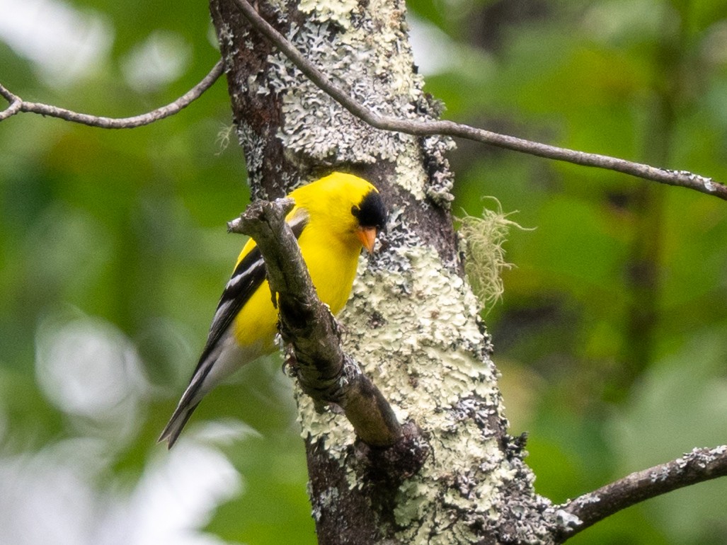 American Goldfinch - ML620456682