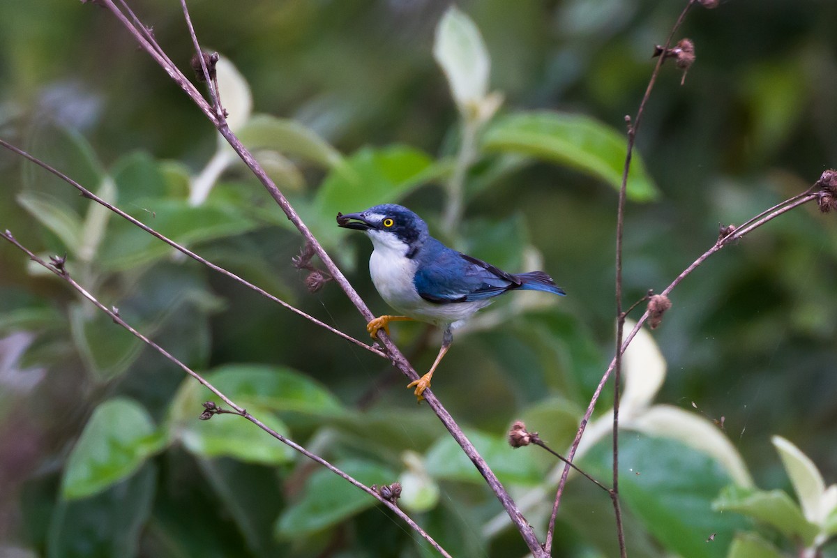 Hooded Tanager - ML620456689