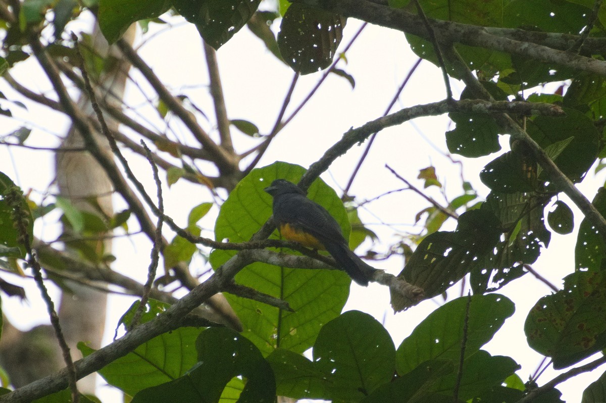 Trogon à queue blanche - ML620456690