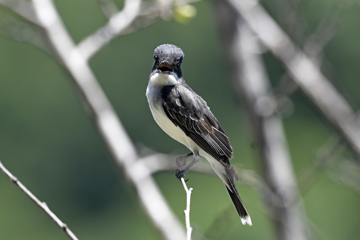 Eastern Kingbird - ML620456694