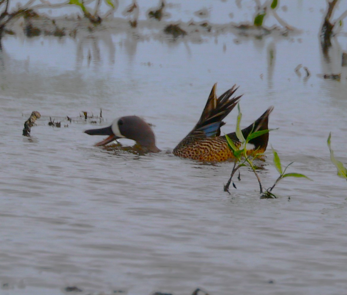 Blue-winged Teal - ML620456697