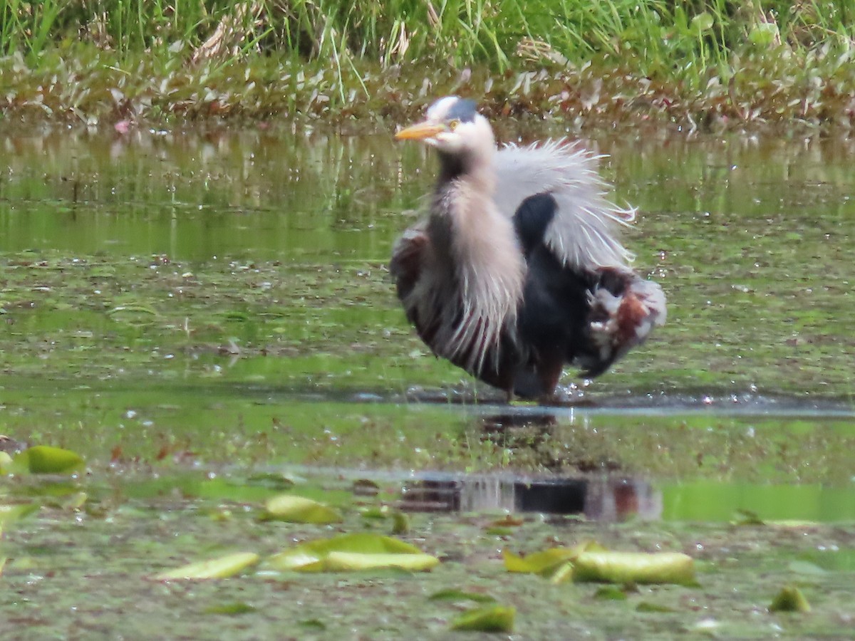 Great Blue Heron - Marion McConnell