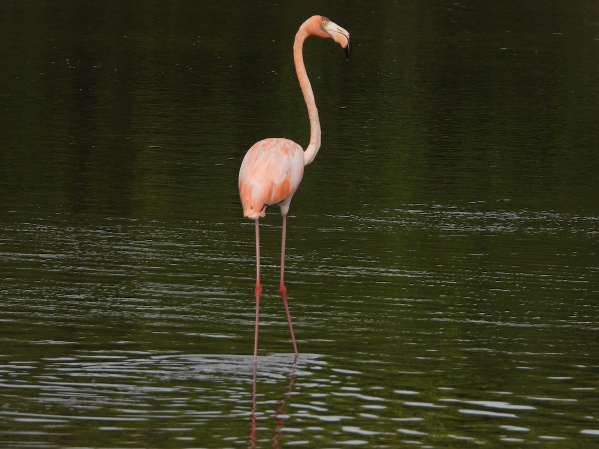 American Flamingo - ML620456704