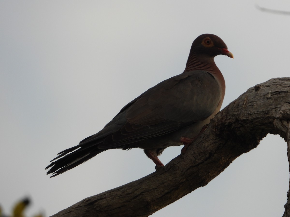 Scaly-naped Pigeon - ML620456708