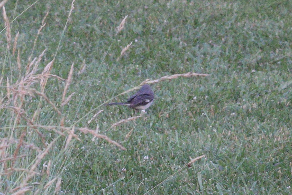 Northern Mockingbird - ML620456709