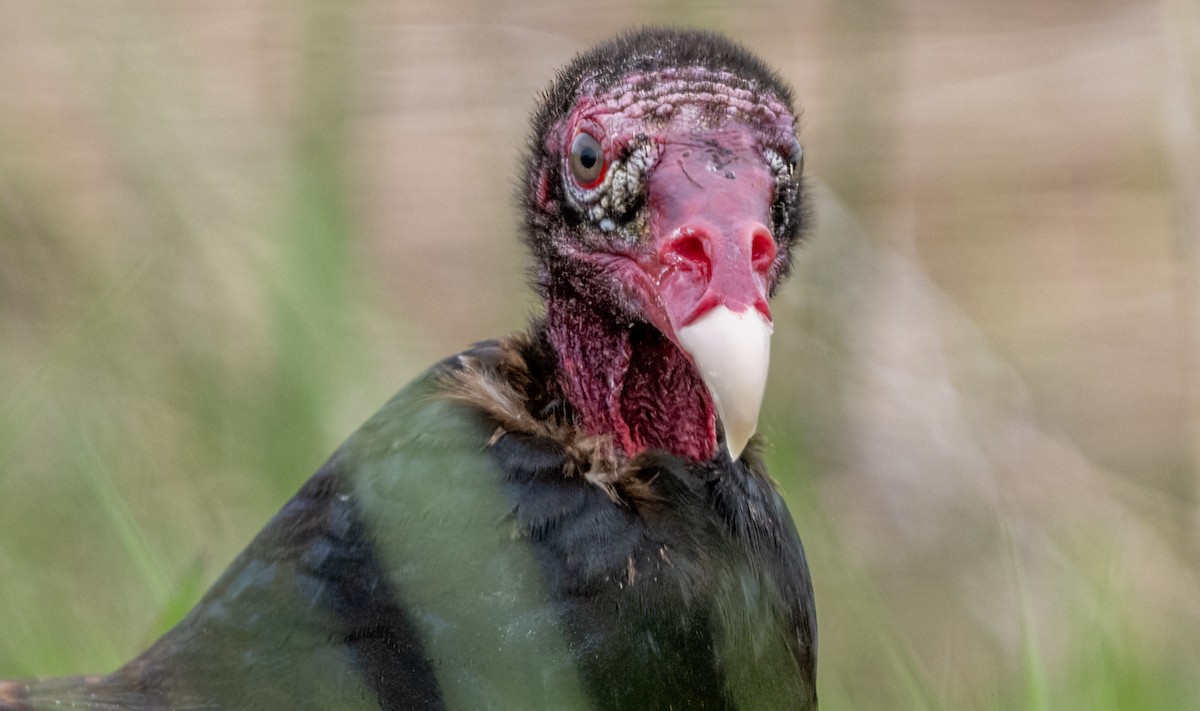 Turkey Vulture - ML620456720