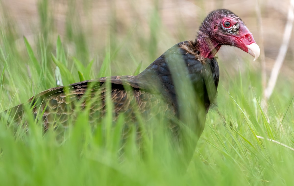 Turkey Vulture - ML620456722