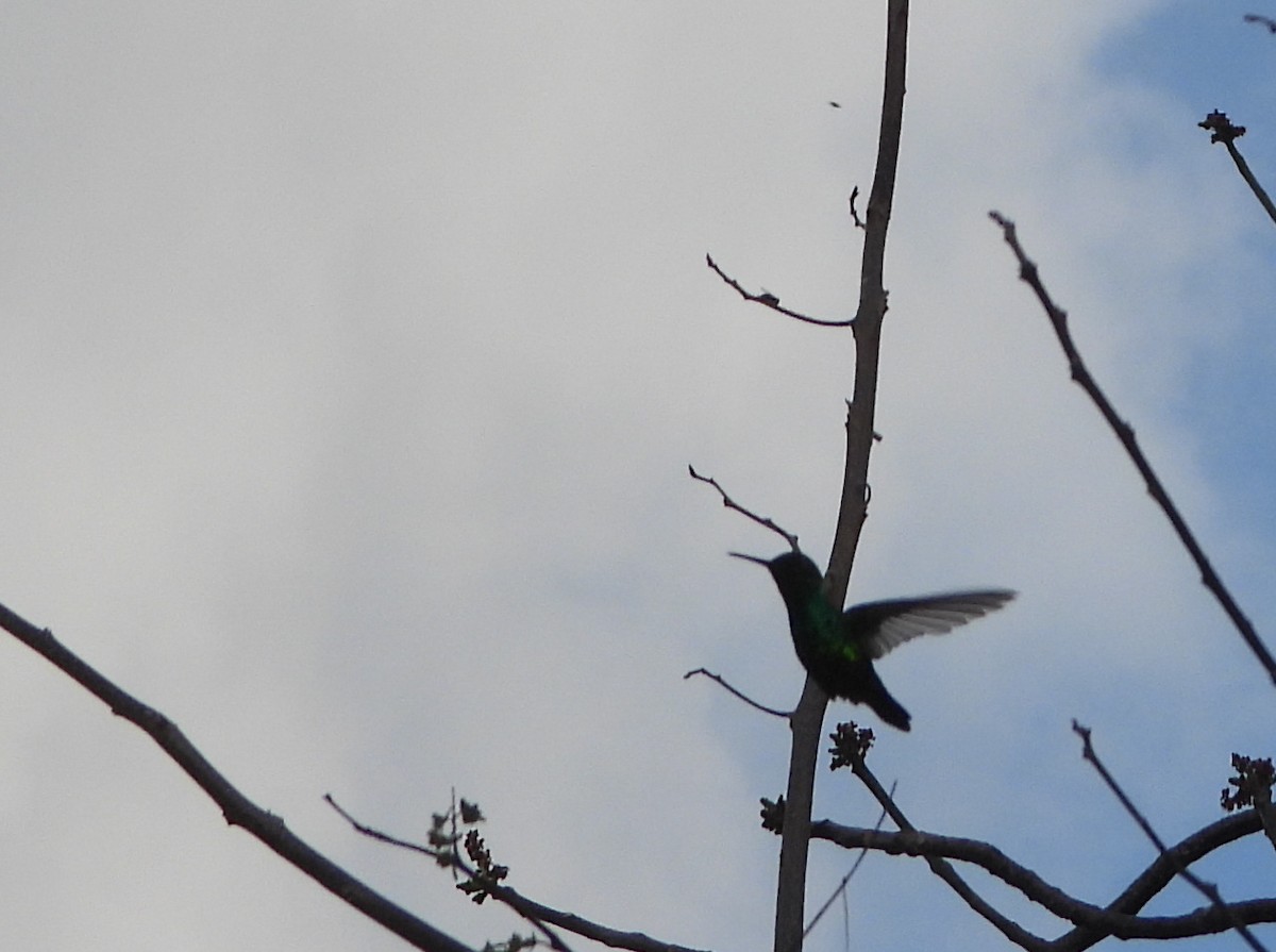 Blue-tailed Emerald - ML620456723