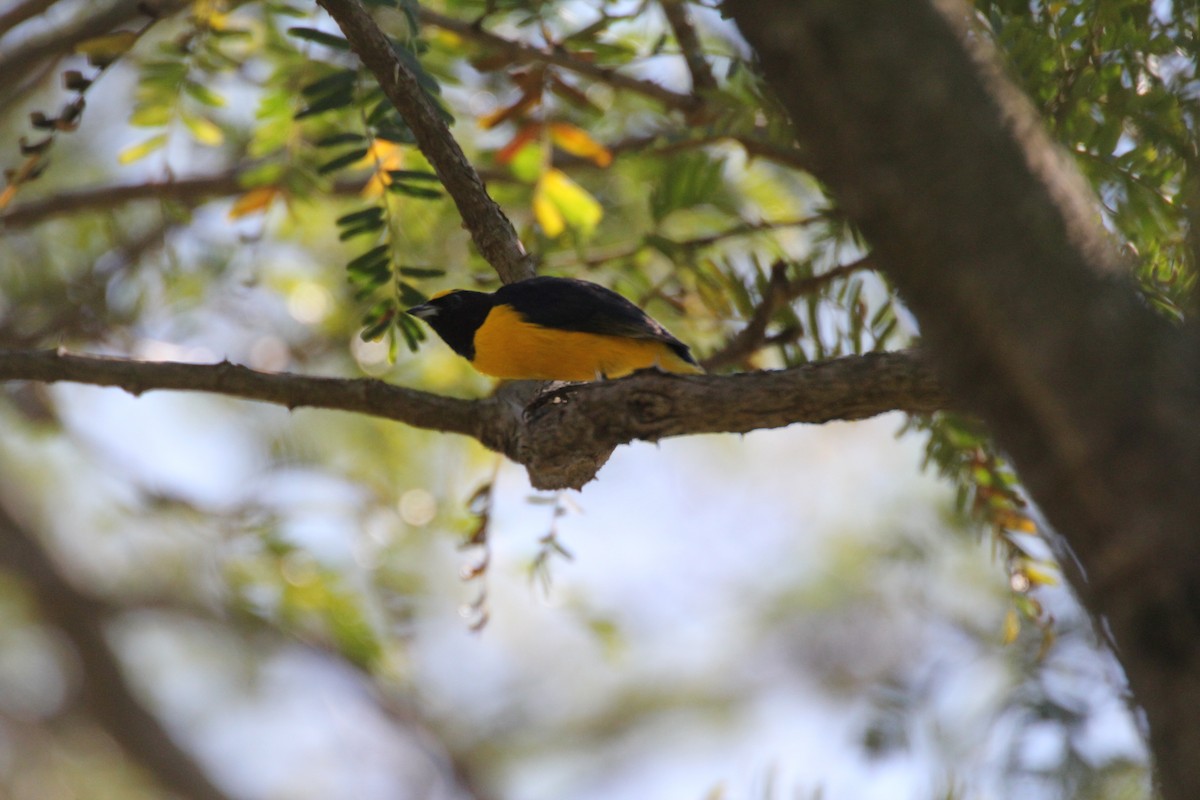 Purple-throated Euphonia - ML620456724