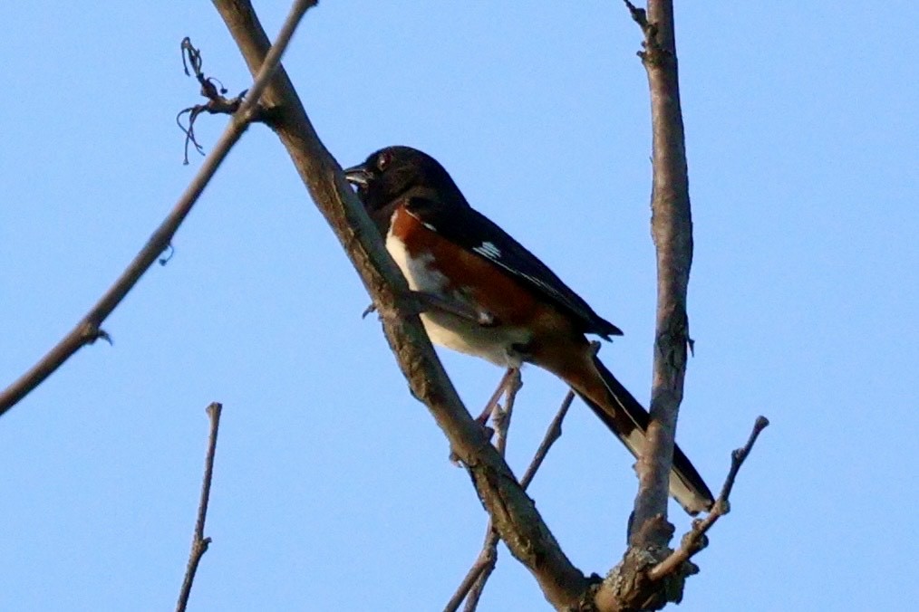 Eastern Towhee - ML620456725