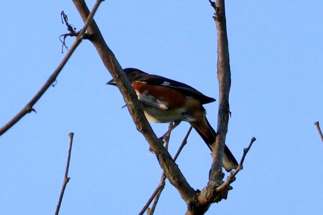 Eastern Towhee - ML620456726