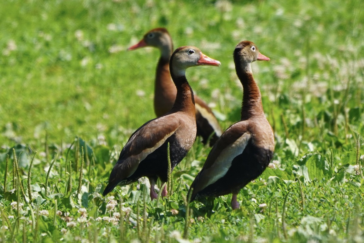 Black-bellied Whistling-Duck - ML620456734