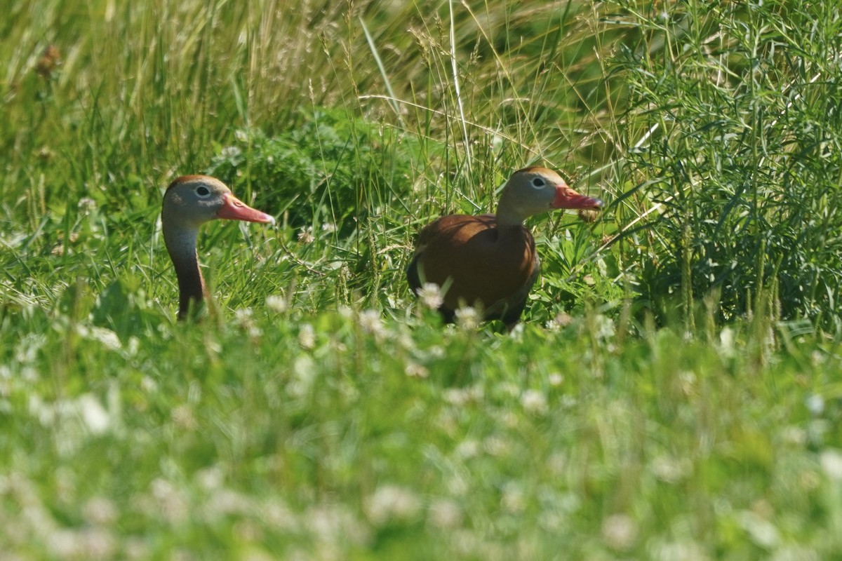 Black-bellied Whistling-Duck - ML620456735