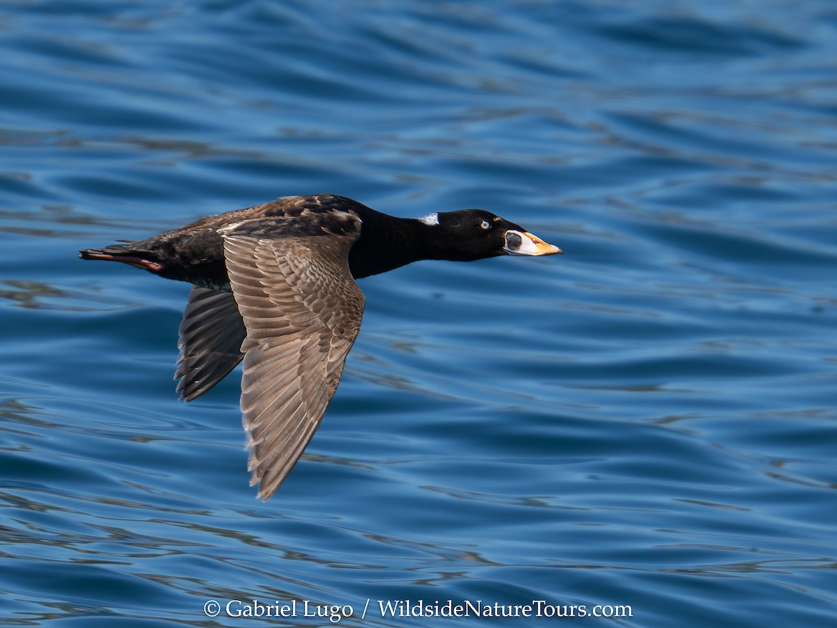 Surf Scoter - ML620456738