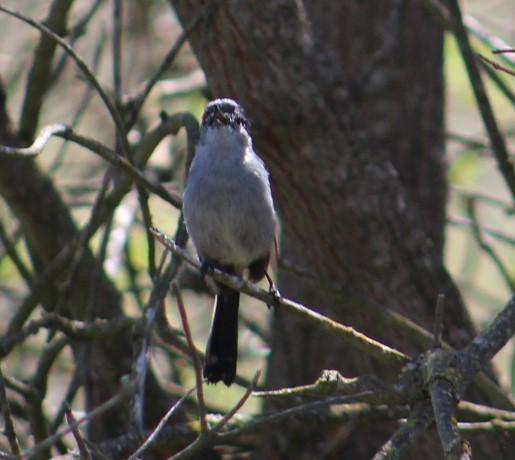 California Gnatcatcher - ML620456739