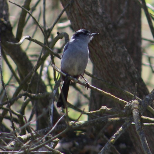 California Gnatcatcher - ML620456740