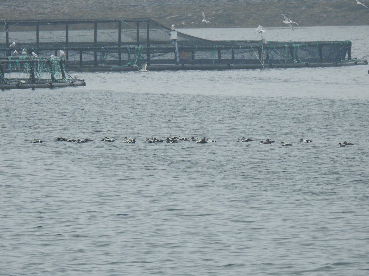 Common Eider (Eurasian) - ML620456742