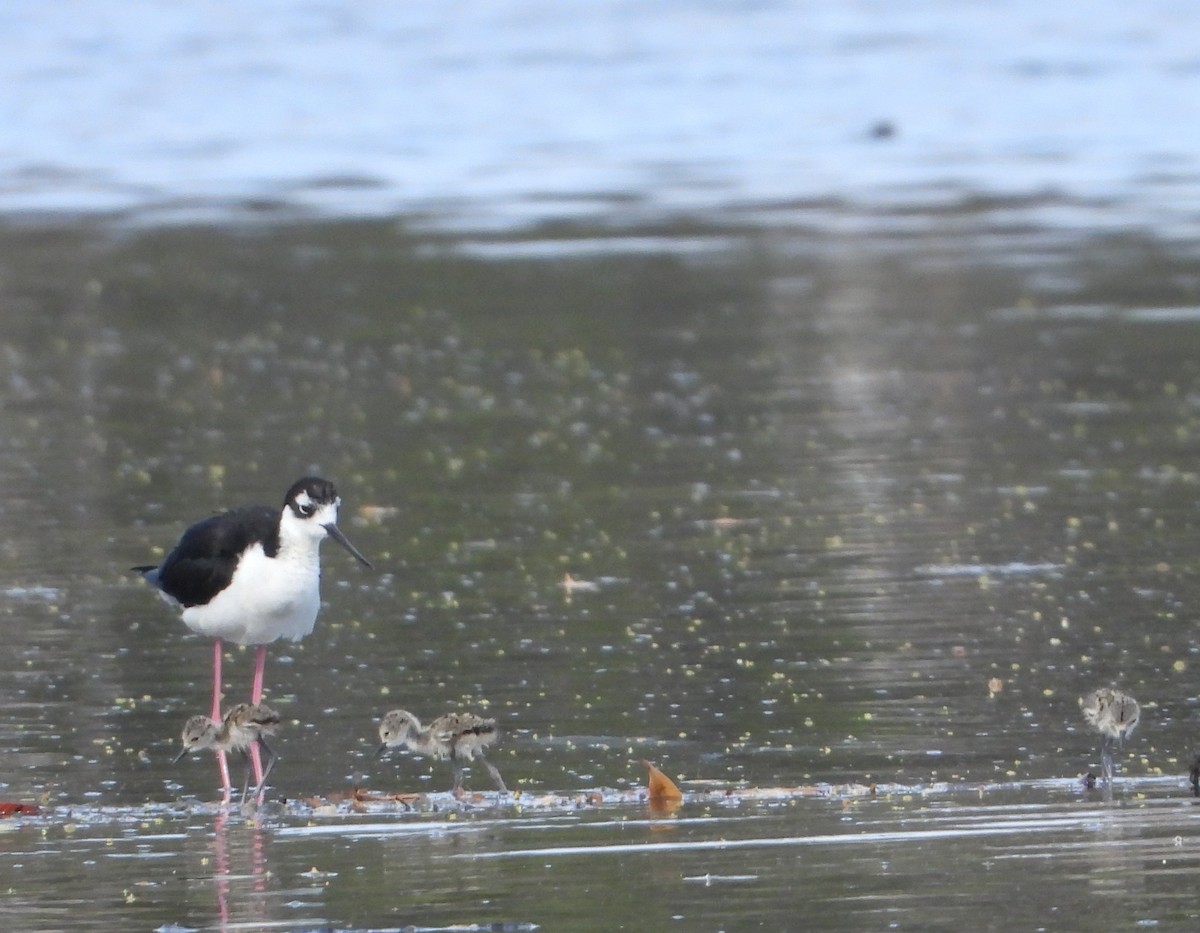 Black-necked Stilt - ML620456752