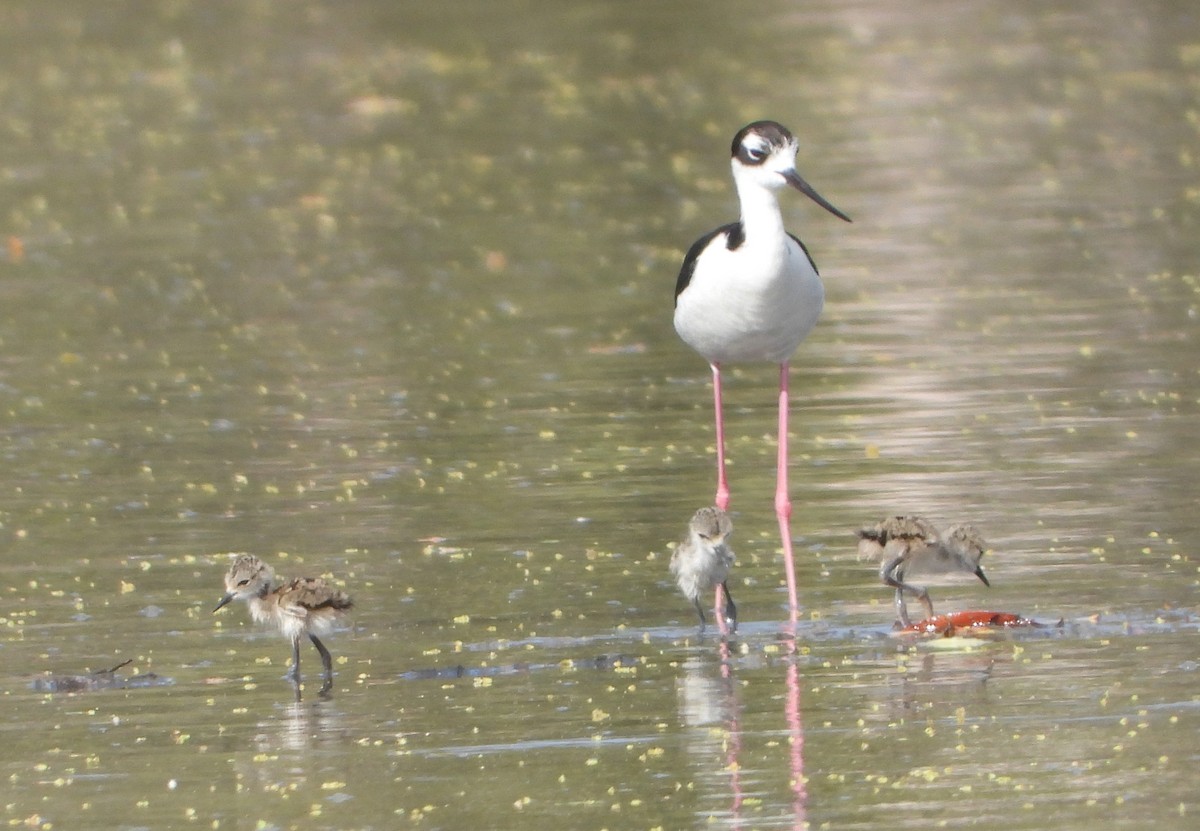 Black-necked Stilt - ML620456754