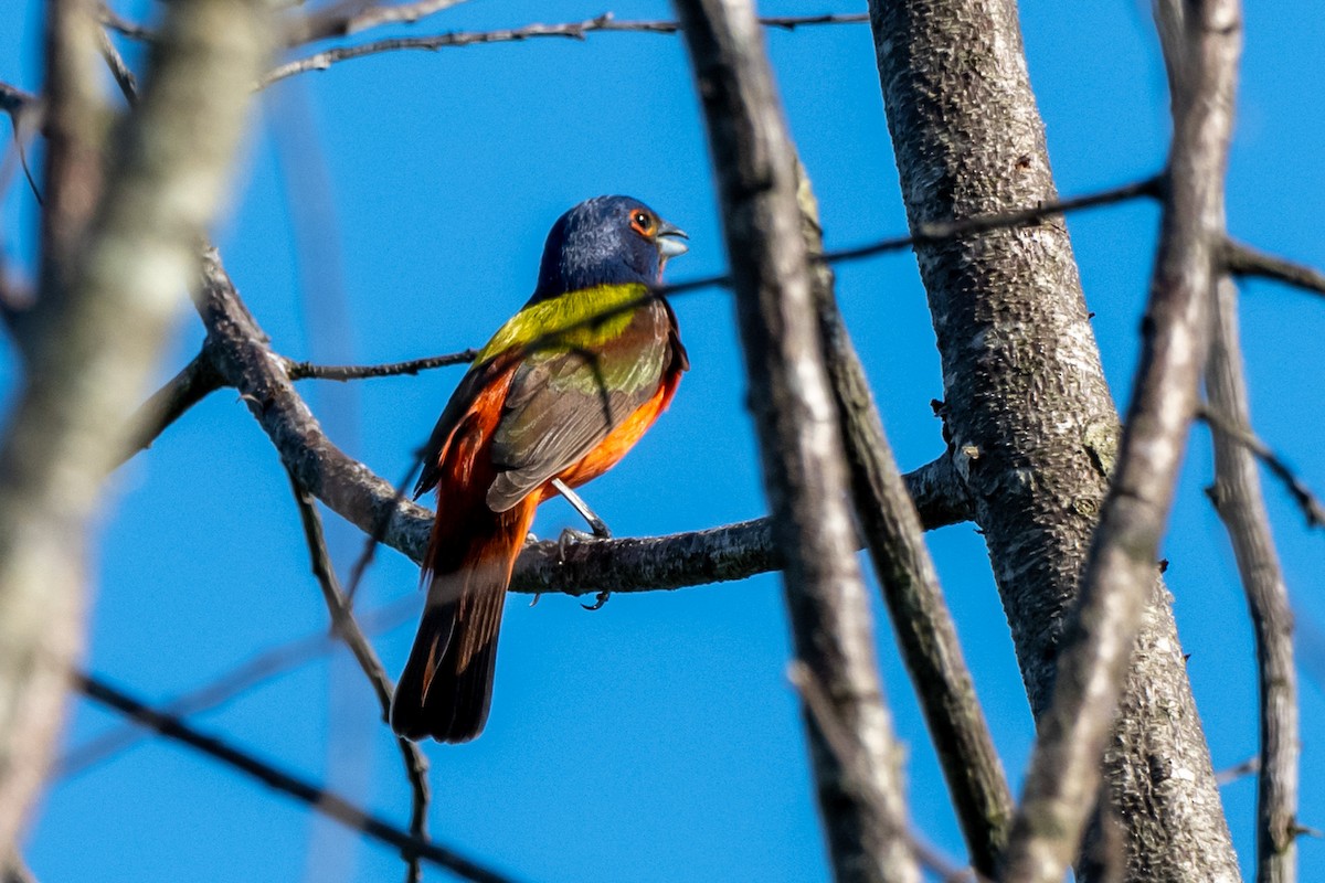 Painted Bunting - ML620456758