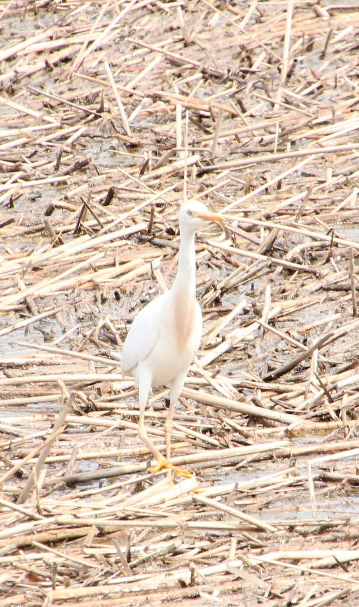 Western Cattle Egret - ML620456761