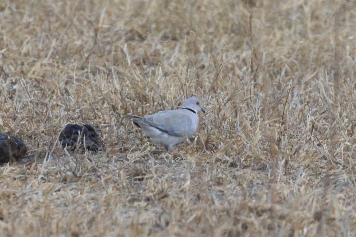 Ring-necked Dove - ML620456767