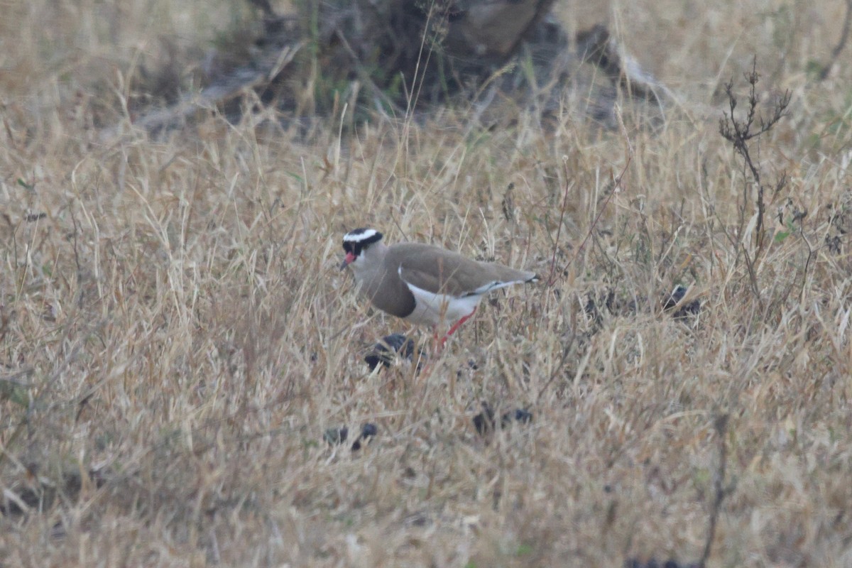 Crowned Lapwing - ML620456772