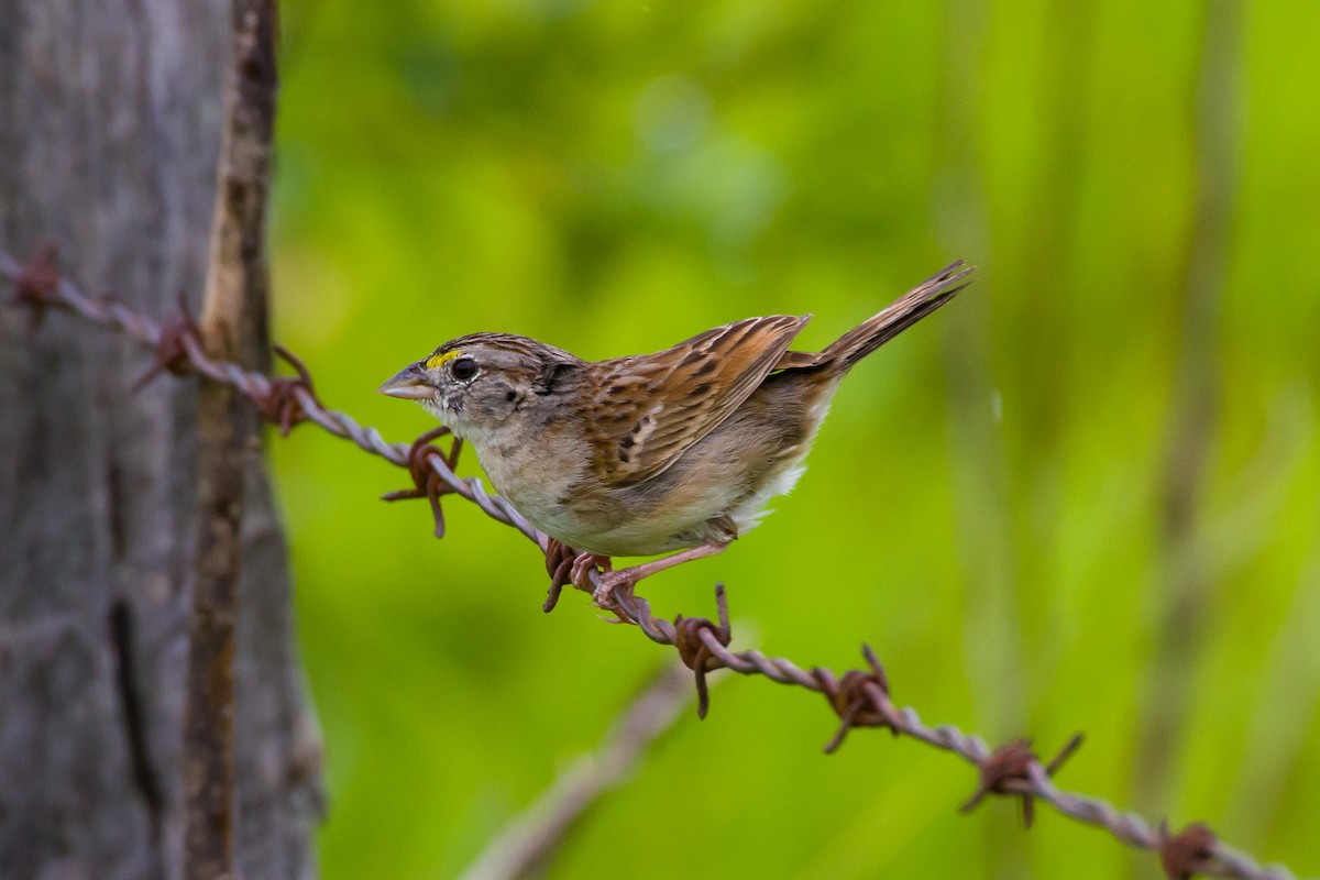 Grassland Sparrow - ML620456773