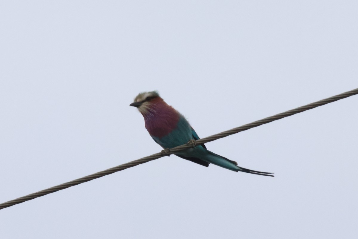 Lilac-breasted Roller - ML620456784
