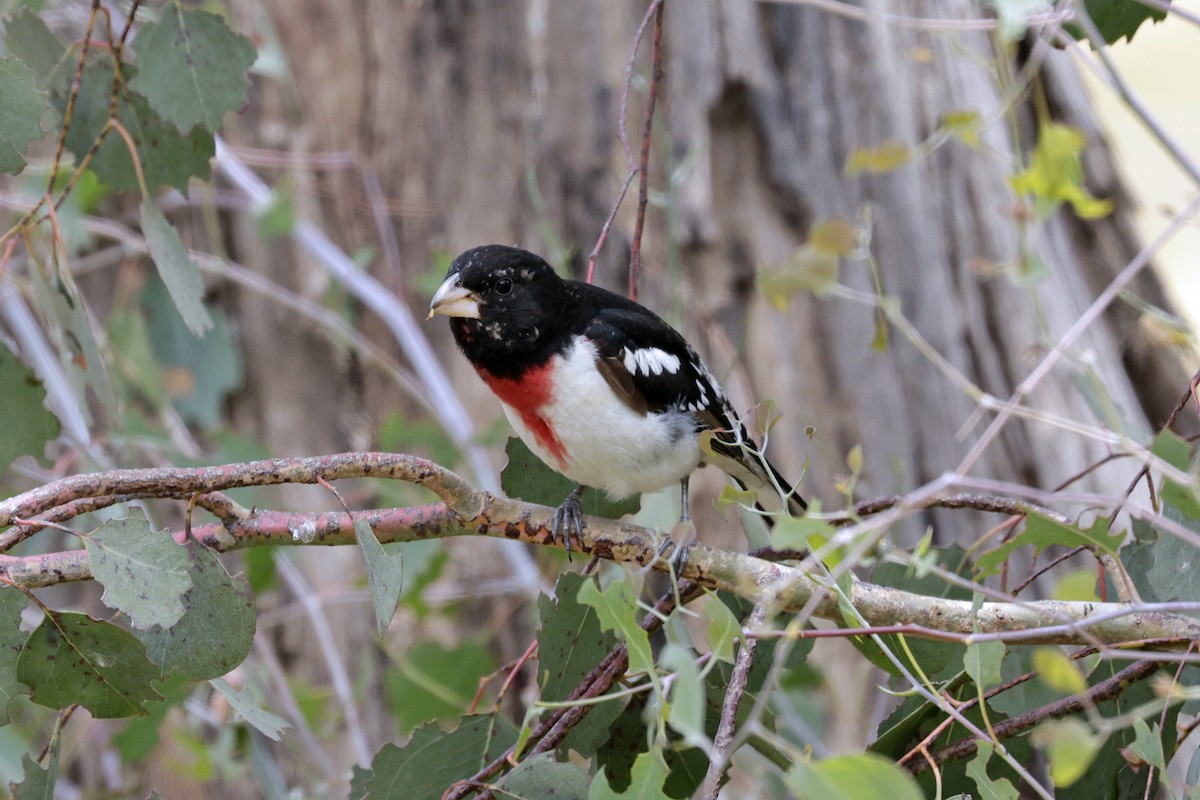 Rose-breasted Grosbeak - ML620456785