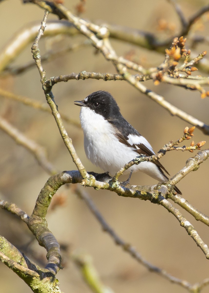 European Pied Flycatcher - ML620456791