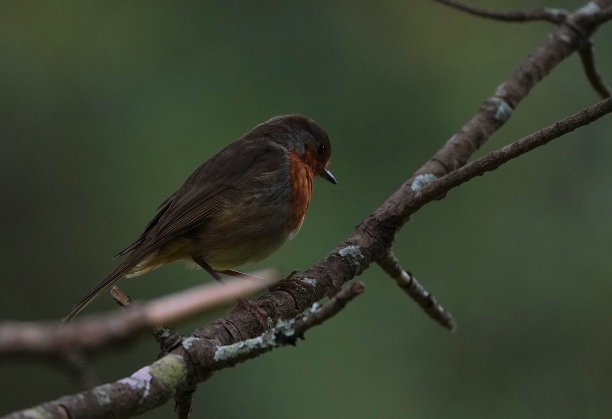 European Robin - Miguel Guimaraes