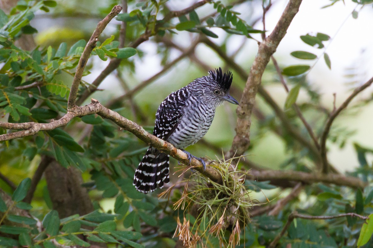 Barred Antshrike - ML620456801