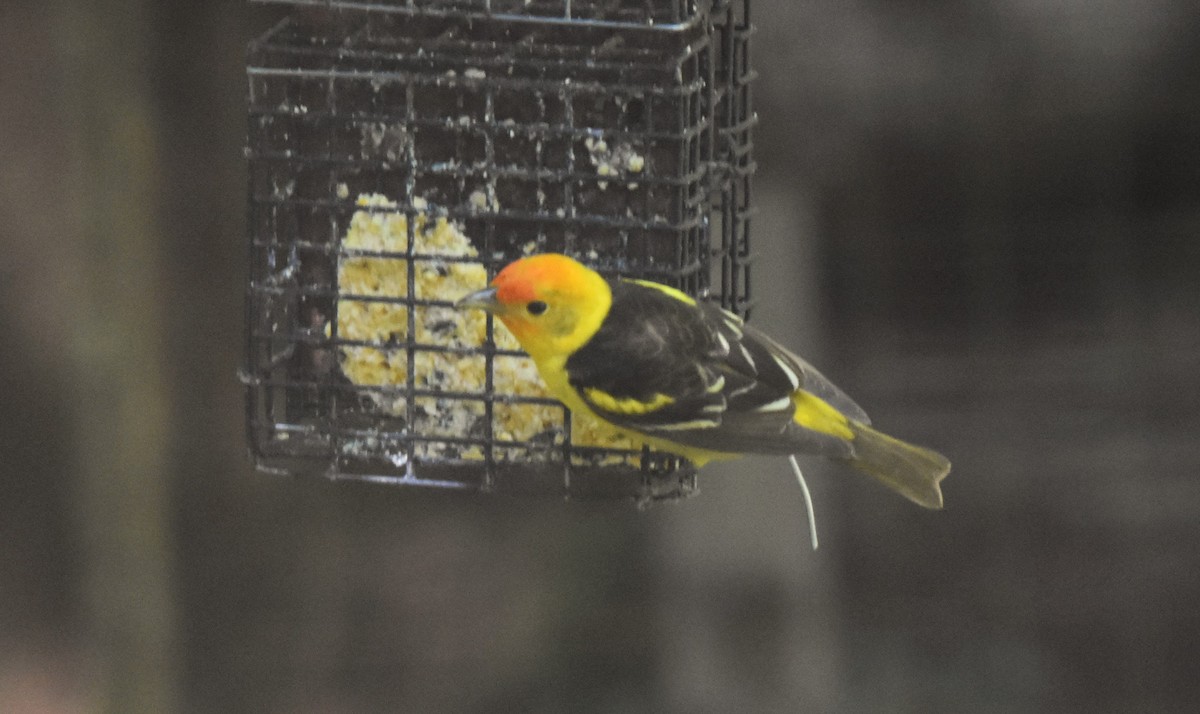 Western Tanager - ML620456802