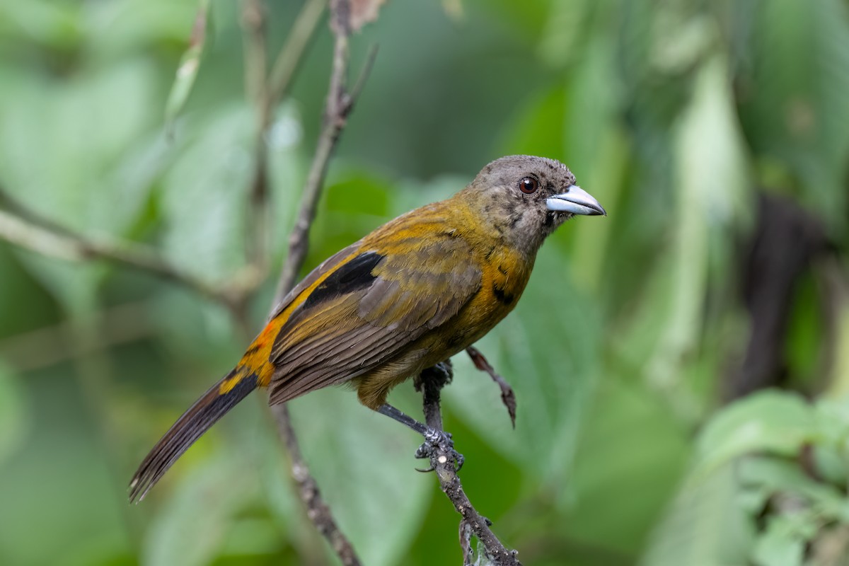 Scarlet-rumped Tanager - ML620456803