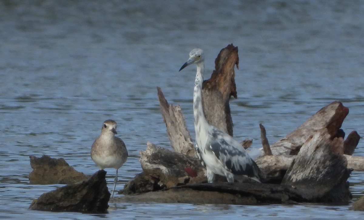 Little Blue Heron - ML620456807