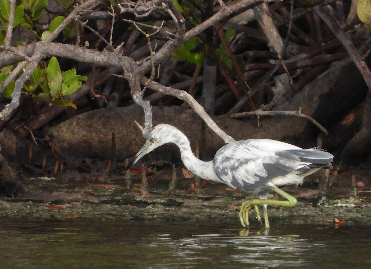 Little Blue Heron - ML620456808