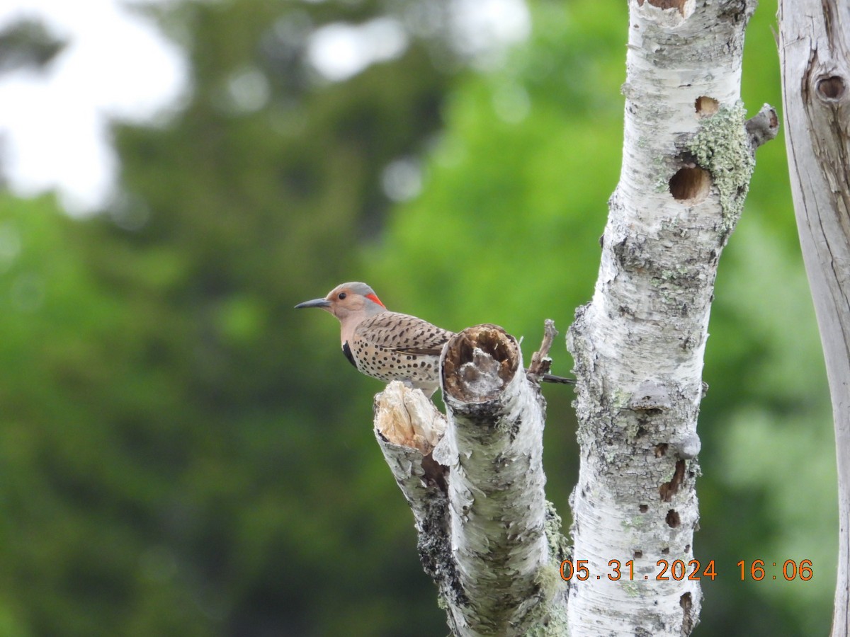 Northern Flicker (Yellow-shafted) - ML620456810